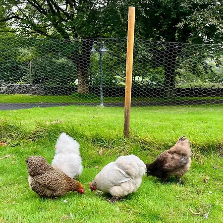 The Treetop 塞特尔